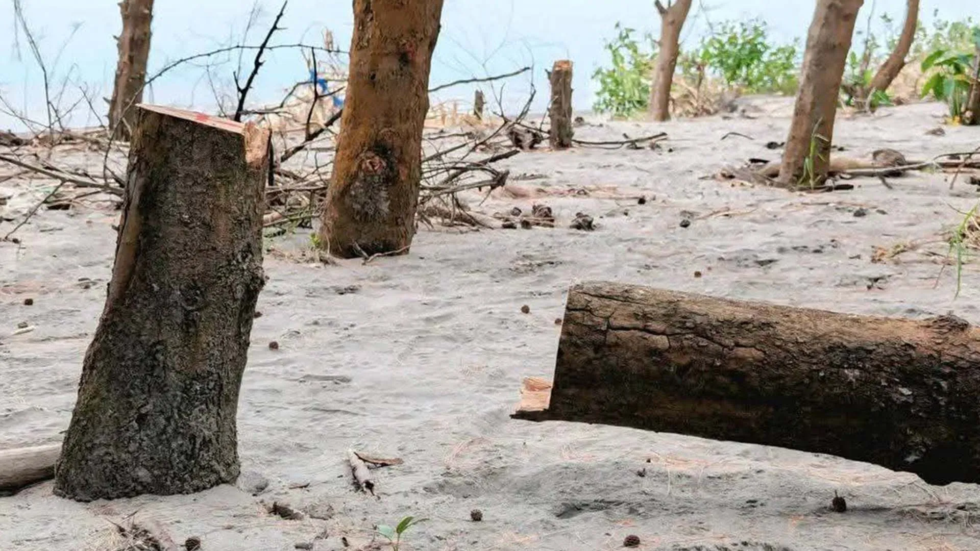 গঙ্গামতির সংরক্ষিত বন উজাড়